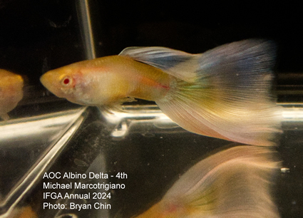 Guppy male AOC Albino